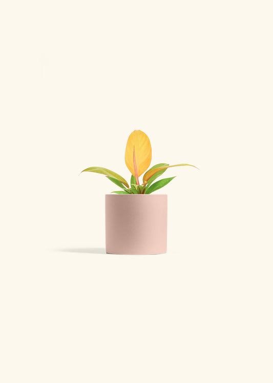 Philodendron Prince of Orange in a 4 inches Pink Classic Cylinder Planter 