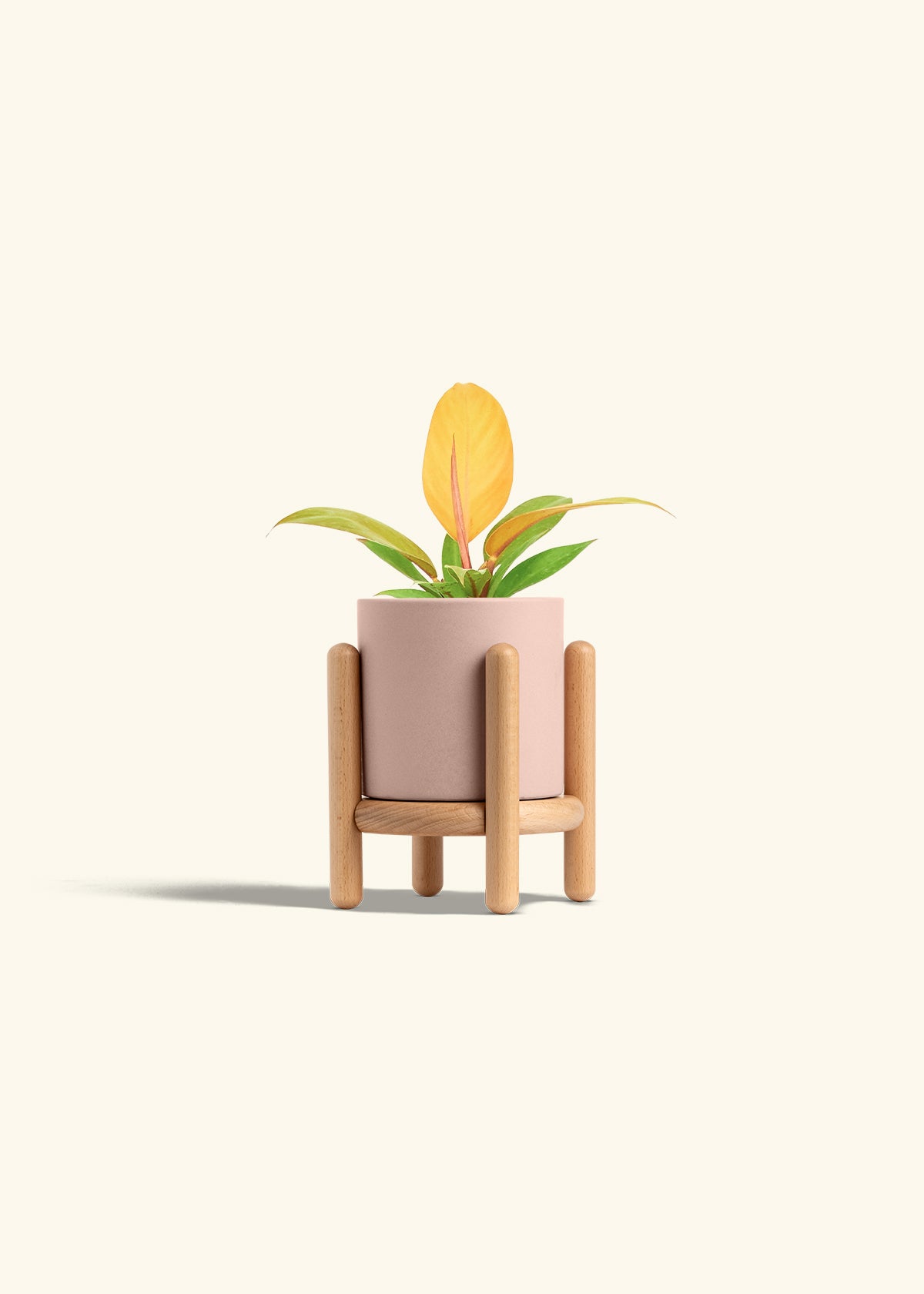 Philodendron Prince of Orange in a 4 inches Pink Classic Cylinder Planter in a Beech Wood Stand