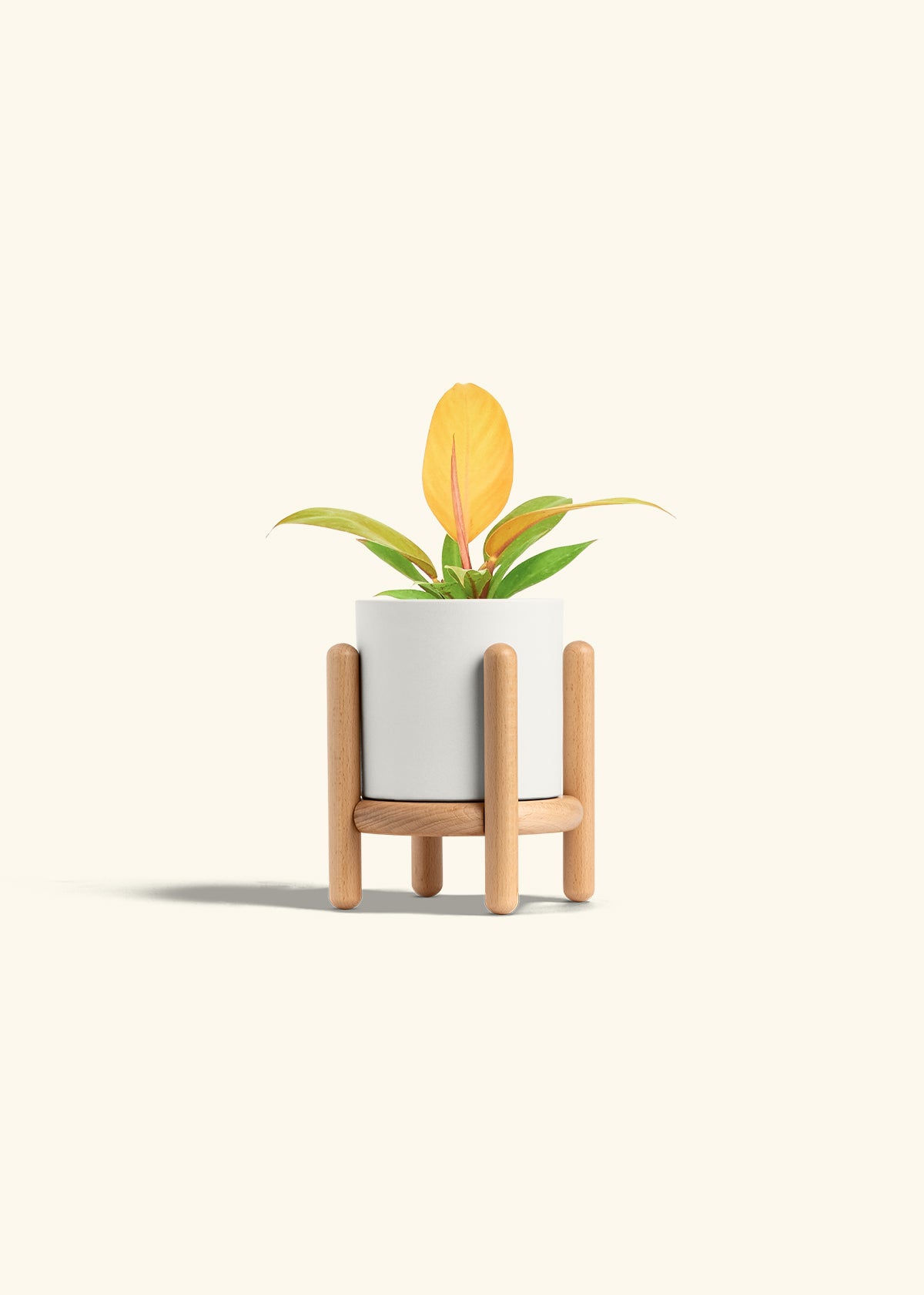 Philodendron Prince of Orange in a 4 inches White Classic Cylinder Planter in a Beech Wood Stand
