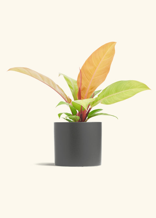 Philodendron Prince of Orange in a 6  inches Charcoal Classic Cylinder Planter 