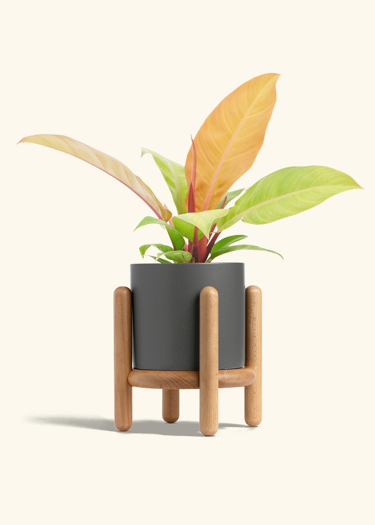 Philodendron Prince of Orange in a 6  inches Charcoal Classic Cylinder Planter in a Beech Wood Stand