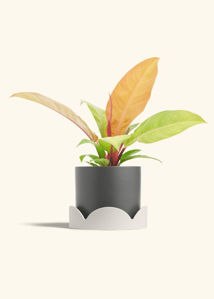 Philodendron Prince of Orange in a 6  inches Charcoal Classic Cylinder Planter in a Oat Petal Drip Tray