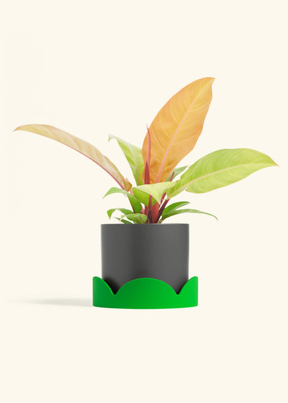 Philodendron Prince of Orange in a 6  inches Charcoal Classic Cylinder Planter in a Shamrock Petal Drip Tray