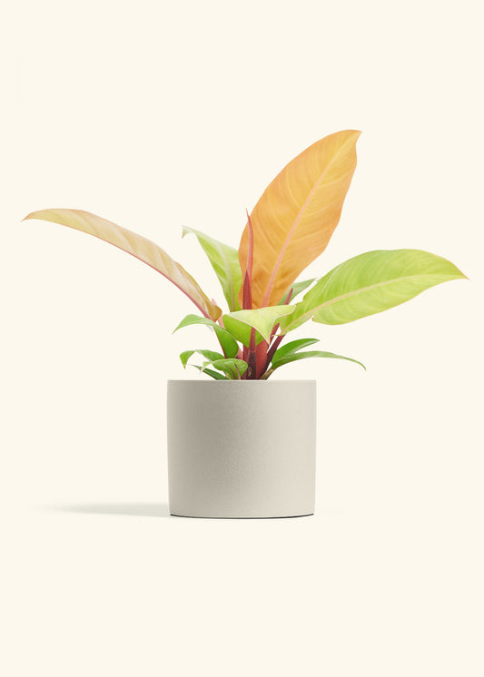 Philodendron Prince of Orange in a 6  inches Oat Classic Cylinder Planter 