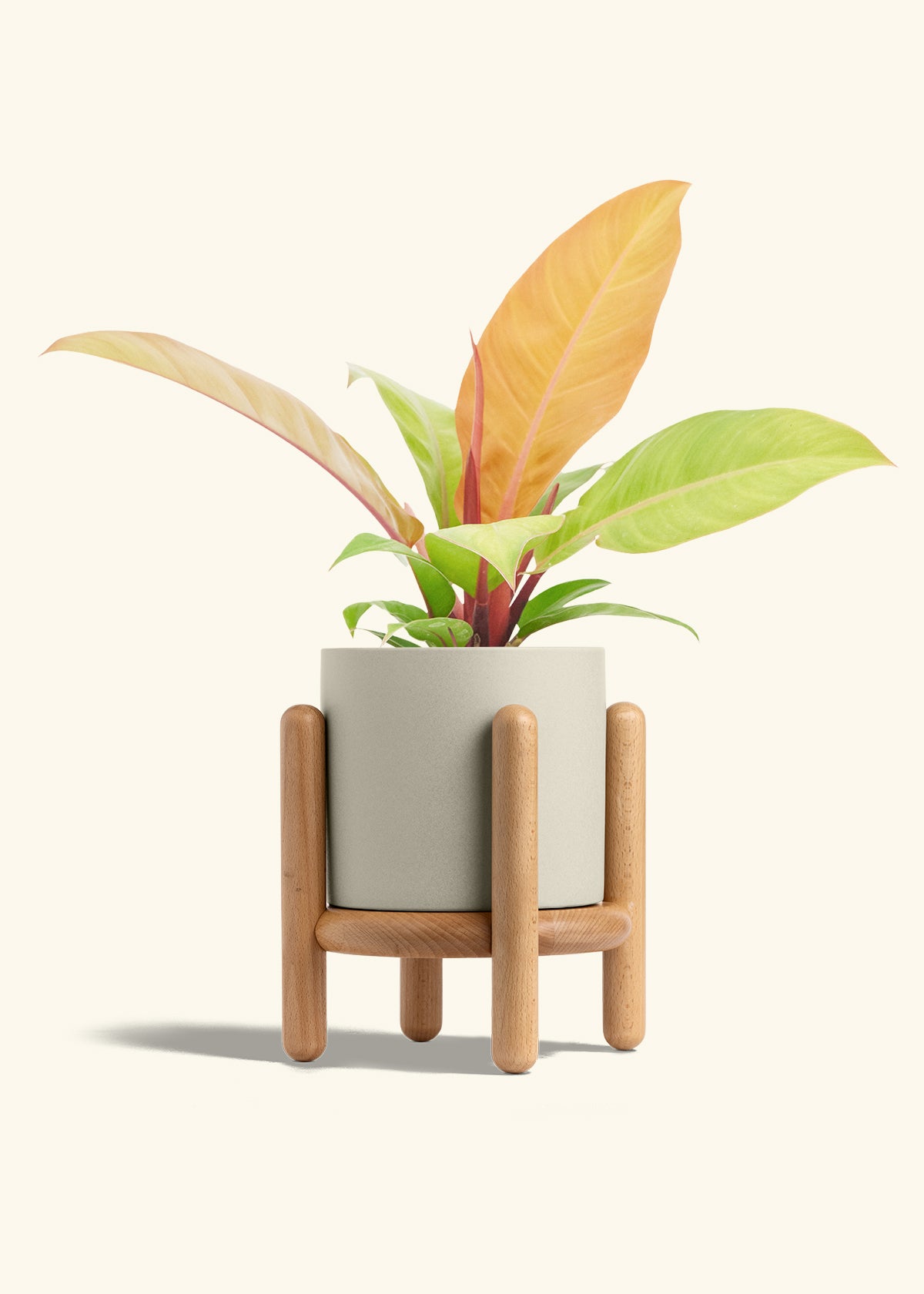 Philodendron Prince of Orange in a 6  inches Oat Classic Cylinder Planter in a Beech Wood Stand