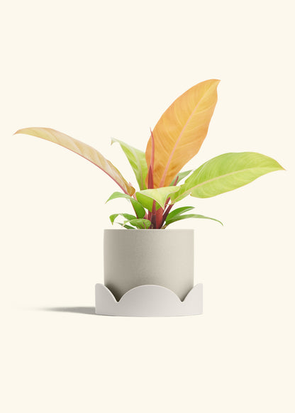 Philodendron Prince of Orange in a 6  inches Oat Classic Cylinder Planter in a Oat Petal Drip Tray