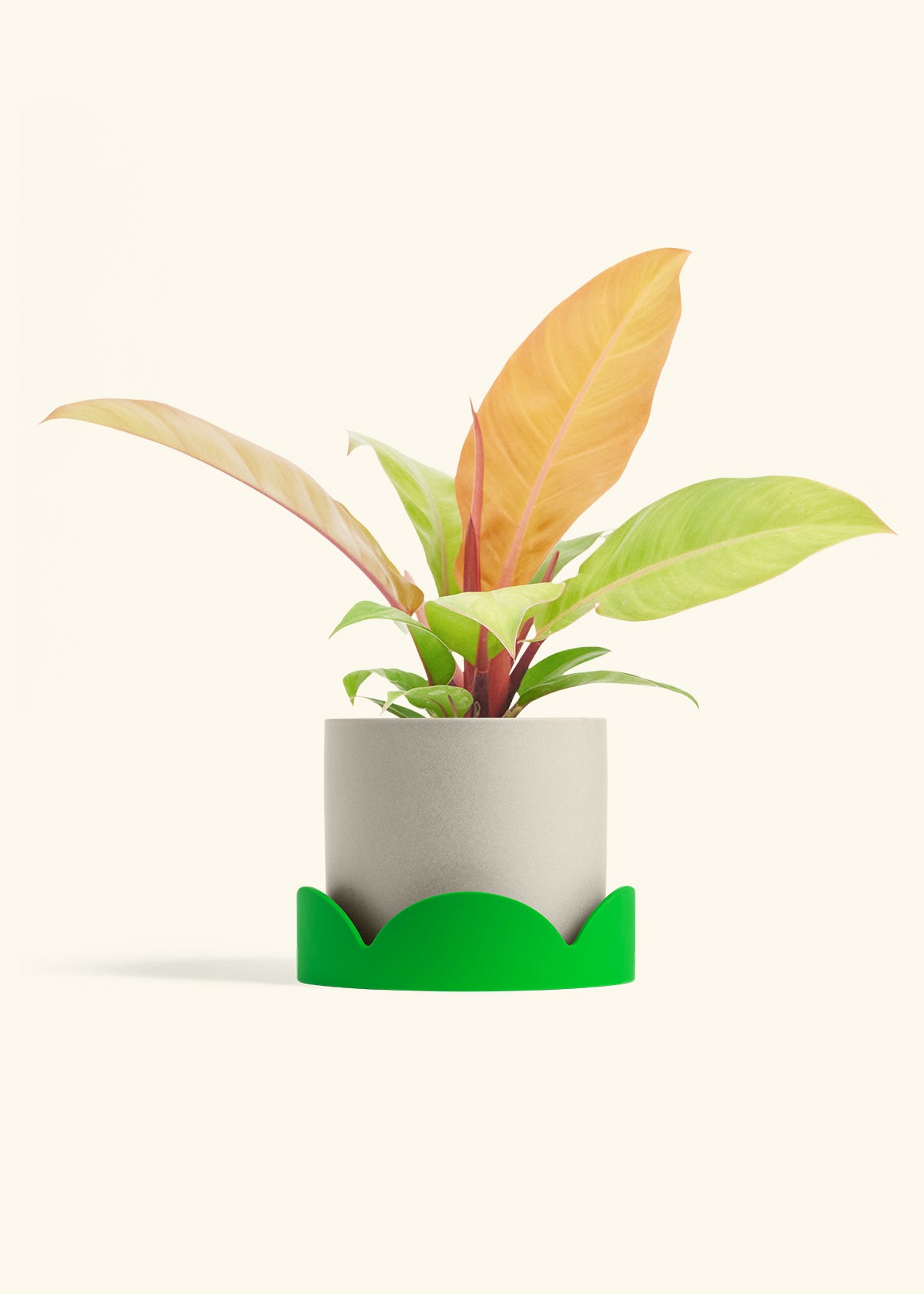 Philodendron Prince of Orange in a 6  inches Oat Classic Cylinder Planter in a Shamrock Petal Drip Tray