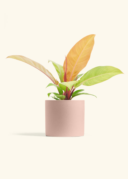 Philodendron Prince of Orange in a 6  inches Pink Classic Cylinder Planter 