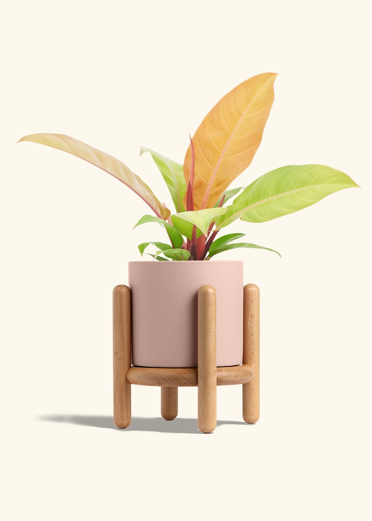 Philodendron Prince of Orange in a 6  inches Pink Classic Cylinder Planter in a Beech Wood Stand