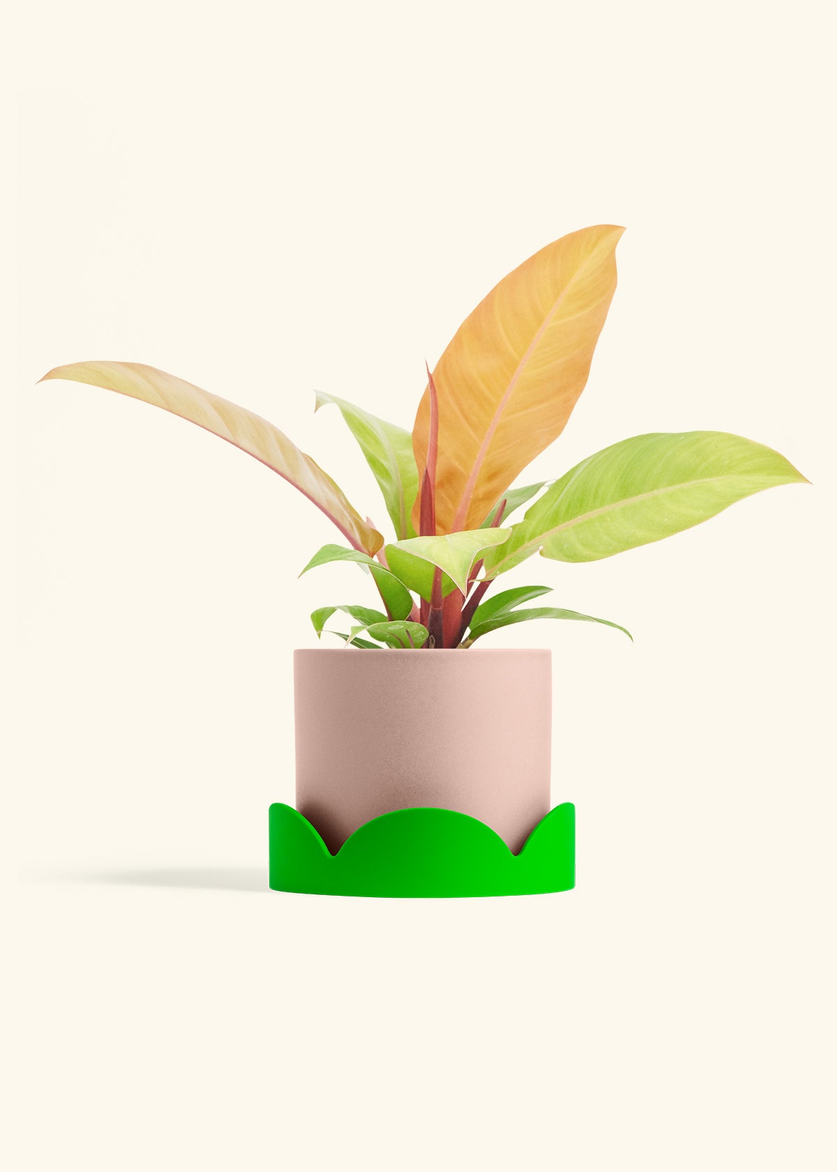 Philodendron Prince of Orange in a 6  inches Pink Classic Cylinder Planter in a Shamrock Petal Drip Tray
