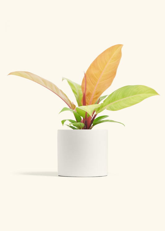 Philodendron Prince of Orange in a 6  inches Fat Lip Oat Planter in a Beech Wood Stand