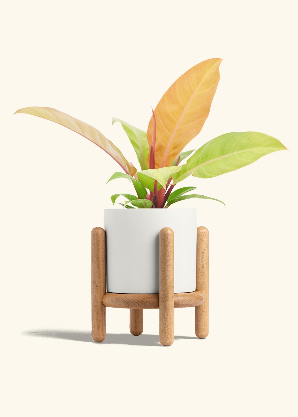 Philodendron Prince of Orange in a 6  inches White Classic Cylinder Planter in a Oat Petal Drip Tray