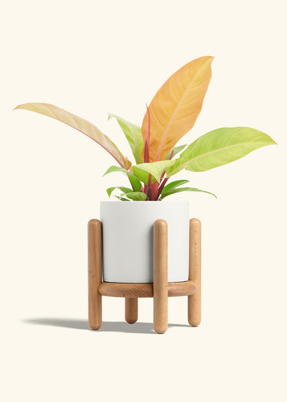 Philodendron Prince of Orange in a 6  inches White Classic Cylinder Planter in a Oat Petal Drip Tray