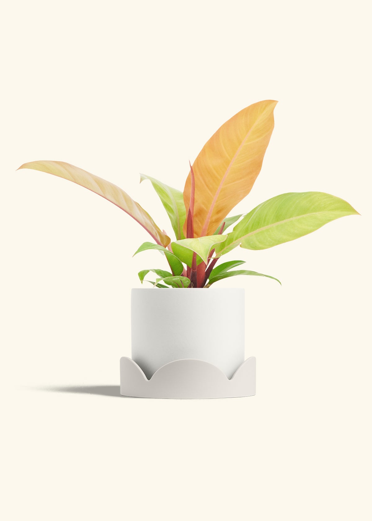 Philodendron Prince of Orange in a 6  inches White Classic Cylinder Planter in a Shamrock Petal Drip Tray