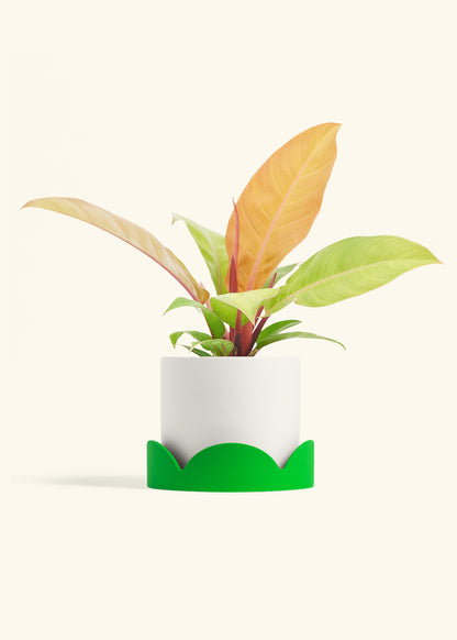 Philodendron Prince of Orange in a 6  inches White Classic Cylinder Planter 