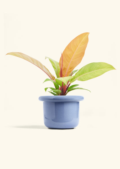 Philodendron Prince of Orange in a 6  inches Fat Lip Blue Planter in a Shamrock Petal Drip Tray