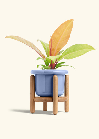 Philodendron Prince of Orange in a 6  inches Fat Lip Blue Planter in a Beech Wood Stand