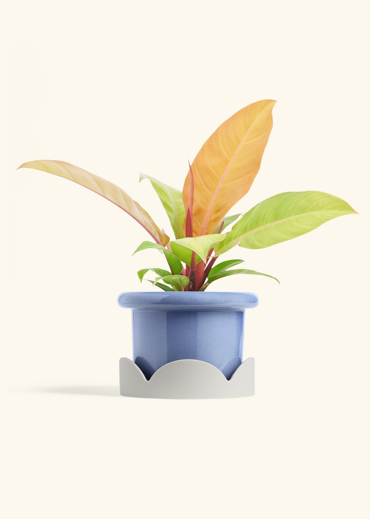 Philodendron Prince of Orange in a 6  inches Fat Lip Blue Planter 