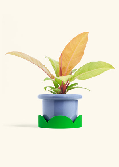 Philodendron Prince of Orange in a 6  inches Fat Lip Blue Planter in a Oat Petal Drip Tray