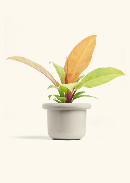 Philodendron Prince of Orange in a 6  inches Fat Lip Red Planter in a Beech Wood Stand
