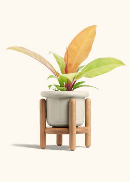 Philodendron Prince of Orange in a 6  inches Fat Lip Oat Planter in a Oat Petal Drip Tray