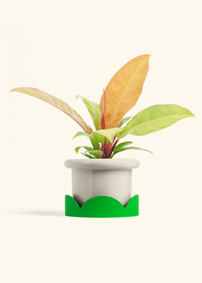 Philodendron Prince of Orange in a 6  inches Fat Lip Oat Planter 