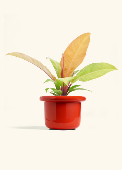 Philodendron Prince of Orange in a 6  inches White Classic Cylinder Planter in a Beech Wood Stand