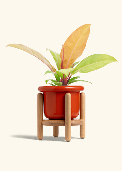 Philodendron Prince of Orange in a 6  inches Fat Lip Red Planter in a Oat Petal Drip Tray