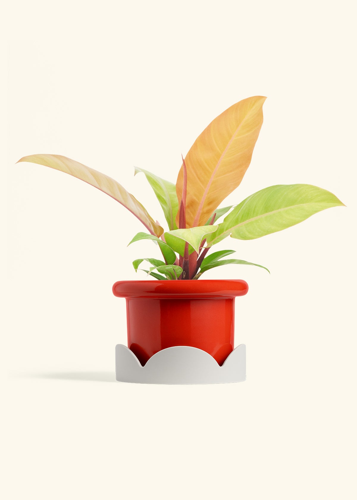Philodendron Prince of Orange in a 6  inches Fat Lip Red Planter in a Shamrock Petal Drip Tray