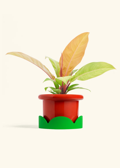 Philodendron Prince of Orange in a 6  inches Fat Lip Red Planter 