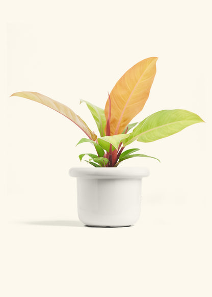 Philodendron Prince of Orange in a 6  inches Fat Lip White Planter 