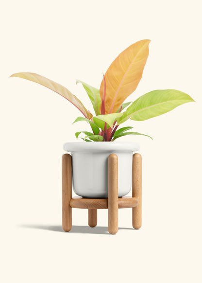 Philodendron Prince of Orange in a 6  inches Fat Lip White Planter in a Beech Wood Stand