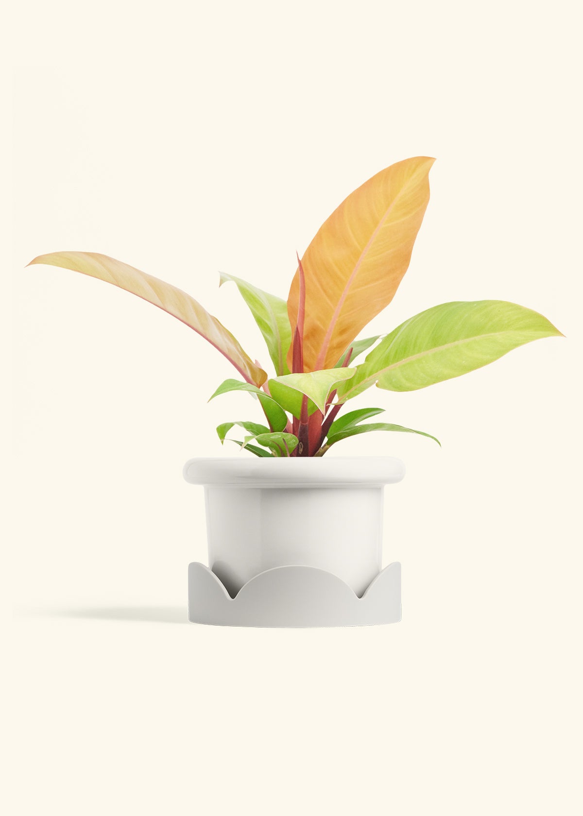 Philodendron Prince of Orange in a 6  inches Fat Lip White Planter in a Oat Petal Drip Tray