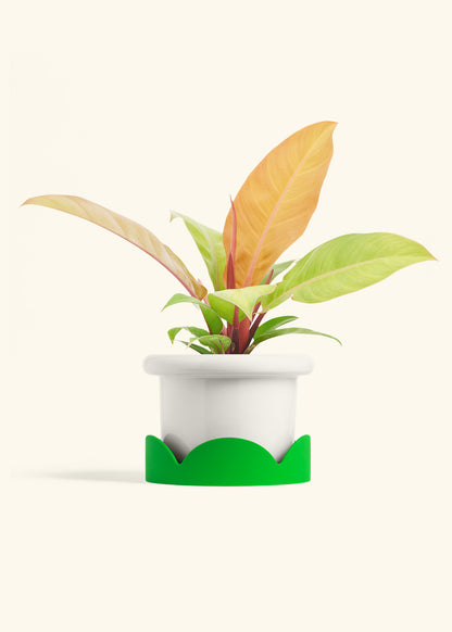Philodendron Prince of Orange in a 6  inches Fat Lip White Planter in a Shamrock Petal Drip Tray