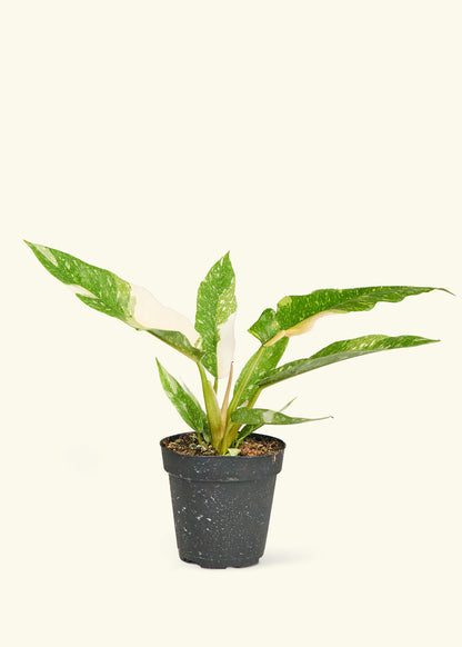 is philodendron ring of fire a climber Philodendron Ring of Fire – Hey Rooted