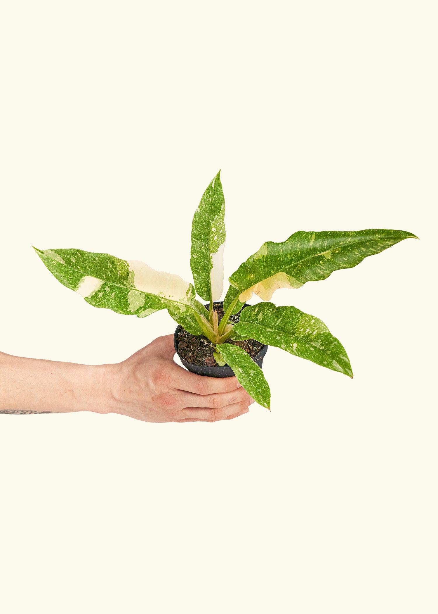 philodendron & 39 Philodendron Ring of Fire