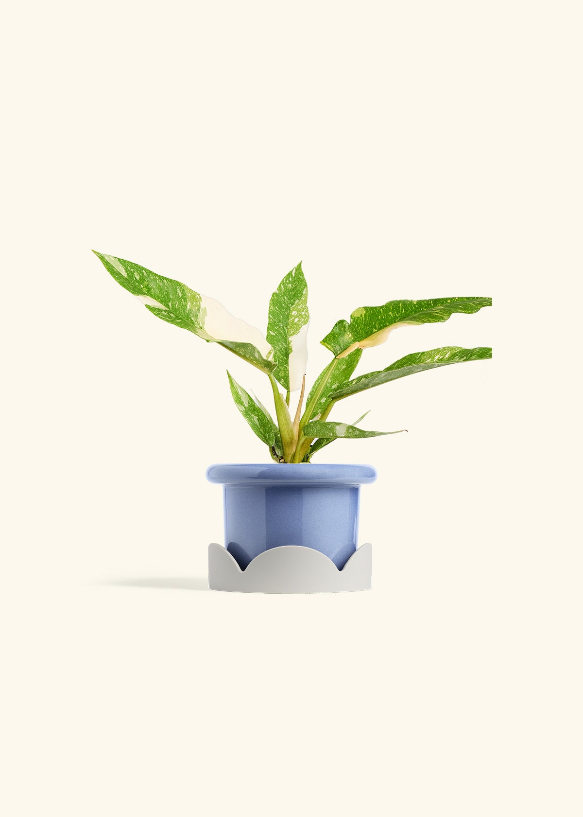 Fat Lip Planter Tray Combo, Cornflower