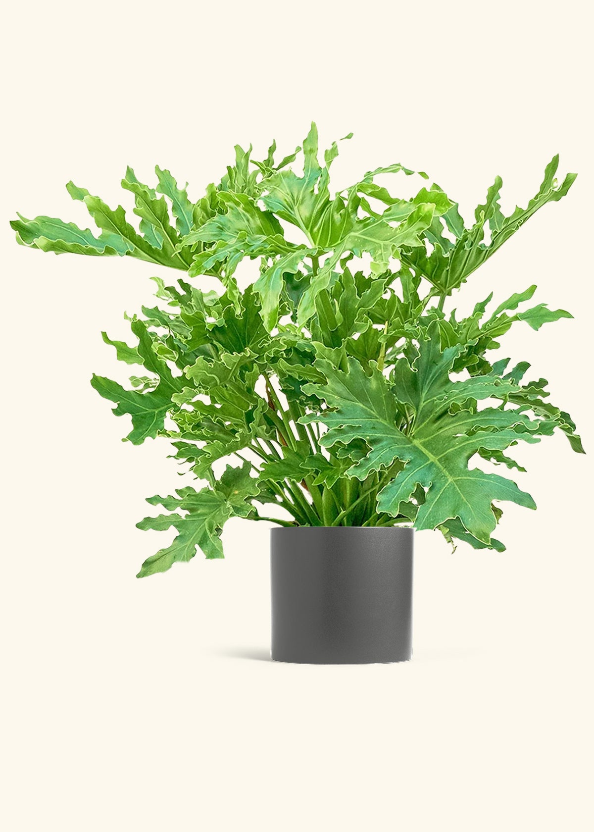 Philodendron Lickety Splitz in a 10 inches Charcoal Classic Cylinder Planter 