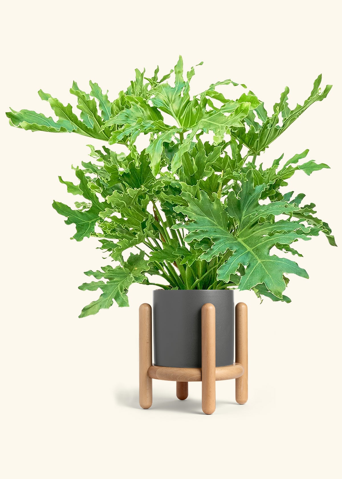 Philodendron Lickety Splitz in a 10 inches Charcoal Classic Cylinder Planter in a Beech Wood Stand
