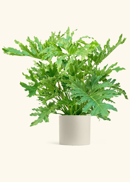 Philodendron Lickety Splitz in a 10 inches Oat Classic Cylinder Planter 