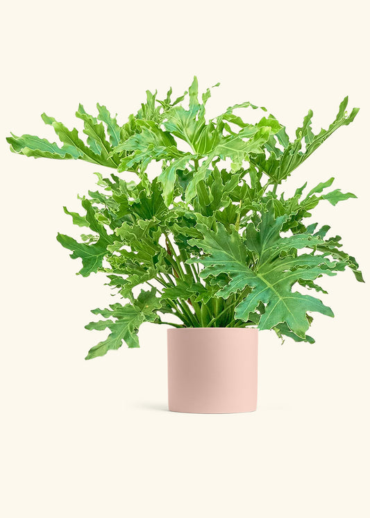 Philodendron Lickety Splitz in a 10 inches Pink Classic Cylinder Planter 