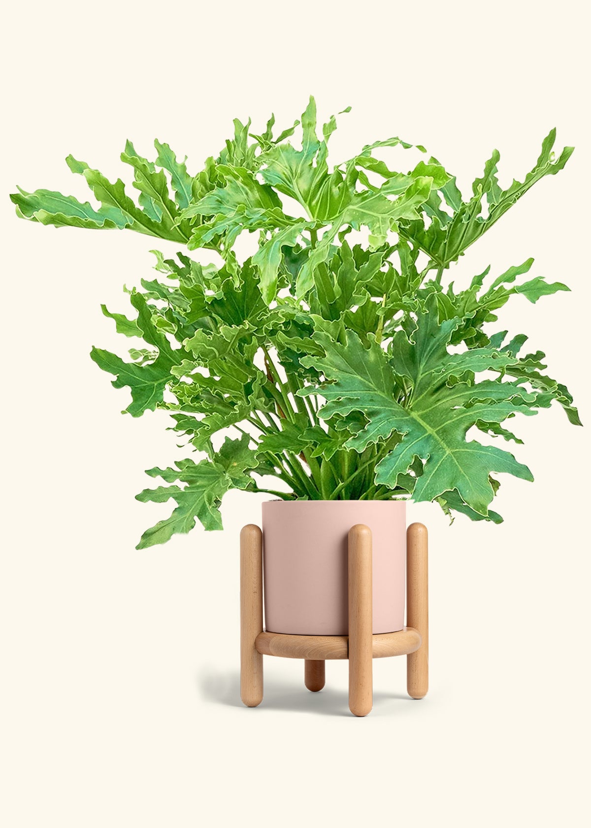 Philodendron Lickety Splitz in a 10 inches Pink Classic Cylinder Planter in a Beech Wood Stand
