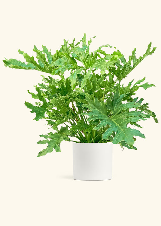 Philodendron Lickety Splitz in a 10 inches White Classic Cylinder Planter 