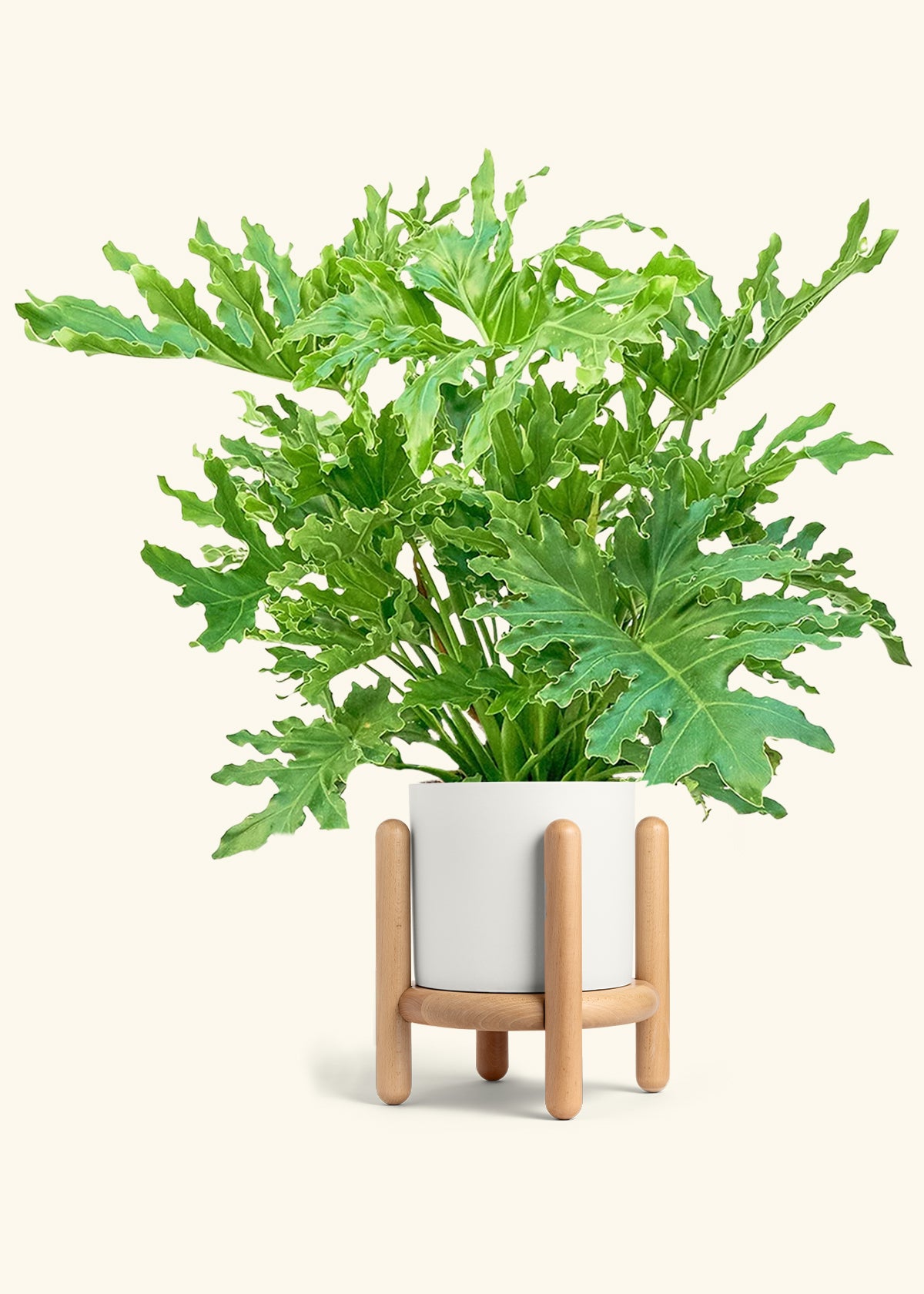 Philodendron Lickety Splitz in a 10 inches White Classic Cylinder Planter in a Beech Wood Stand