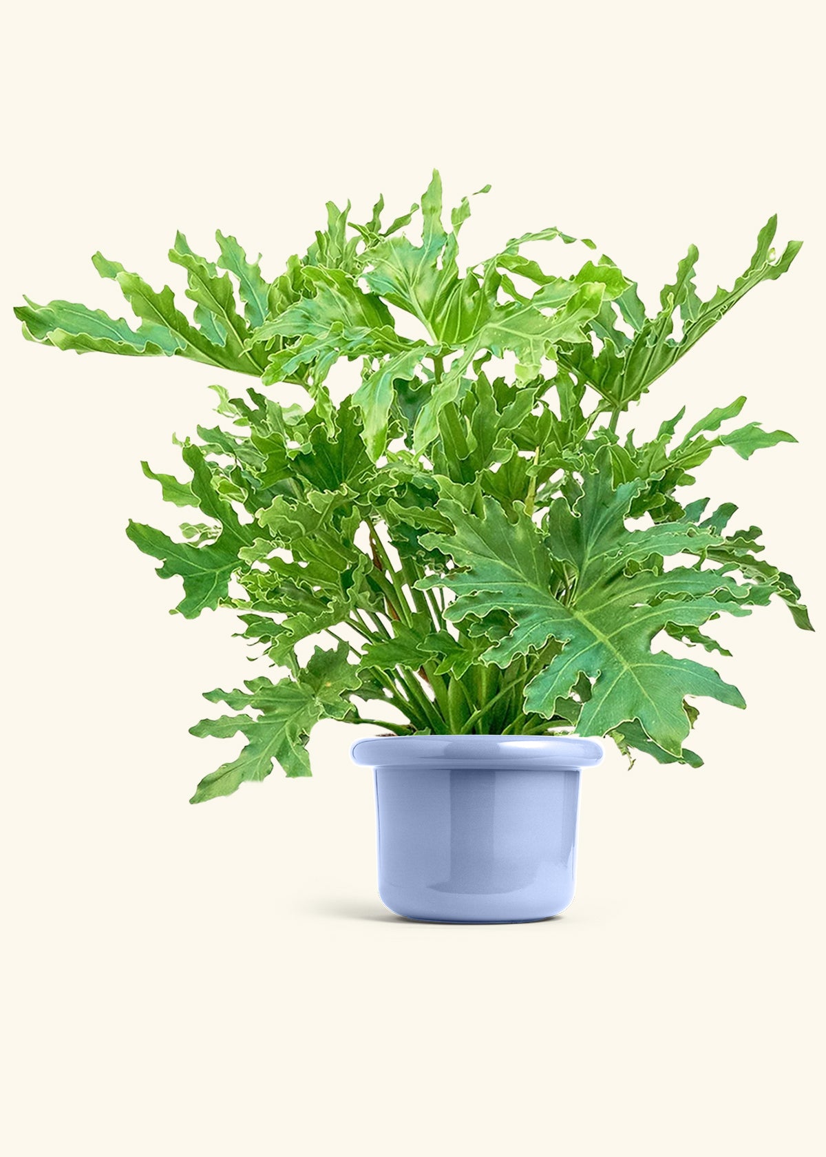 Philodendron Lickety Splitz in a 10 inches Fat Lip Blue Planter 