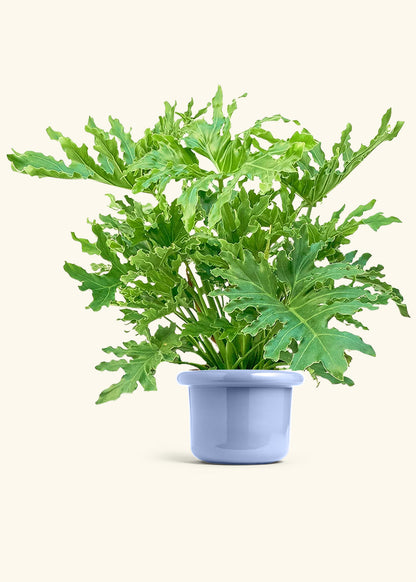 Philodendron Lickety Splitz in a 10 inches Fat Lip Blue Planter 