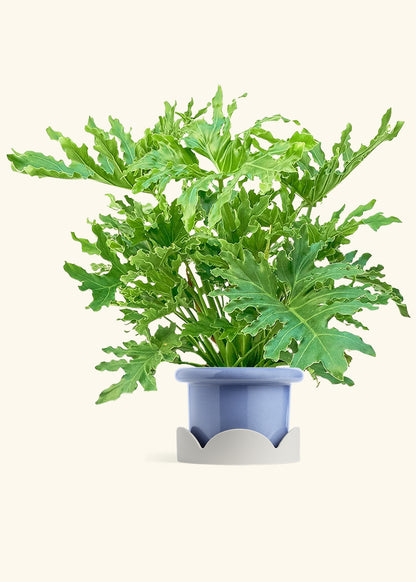 Philodendron Lickety Splitz in a 10 inches Fat Lip Blue Planter in a Oat Petal Drip Tray