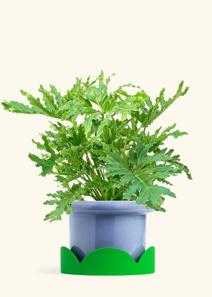 Philodendron Lickety Splitz in a 10 inches Fat Lip Blue Planter in a Shamrock Petal Drip Tray