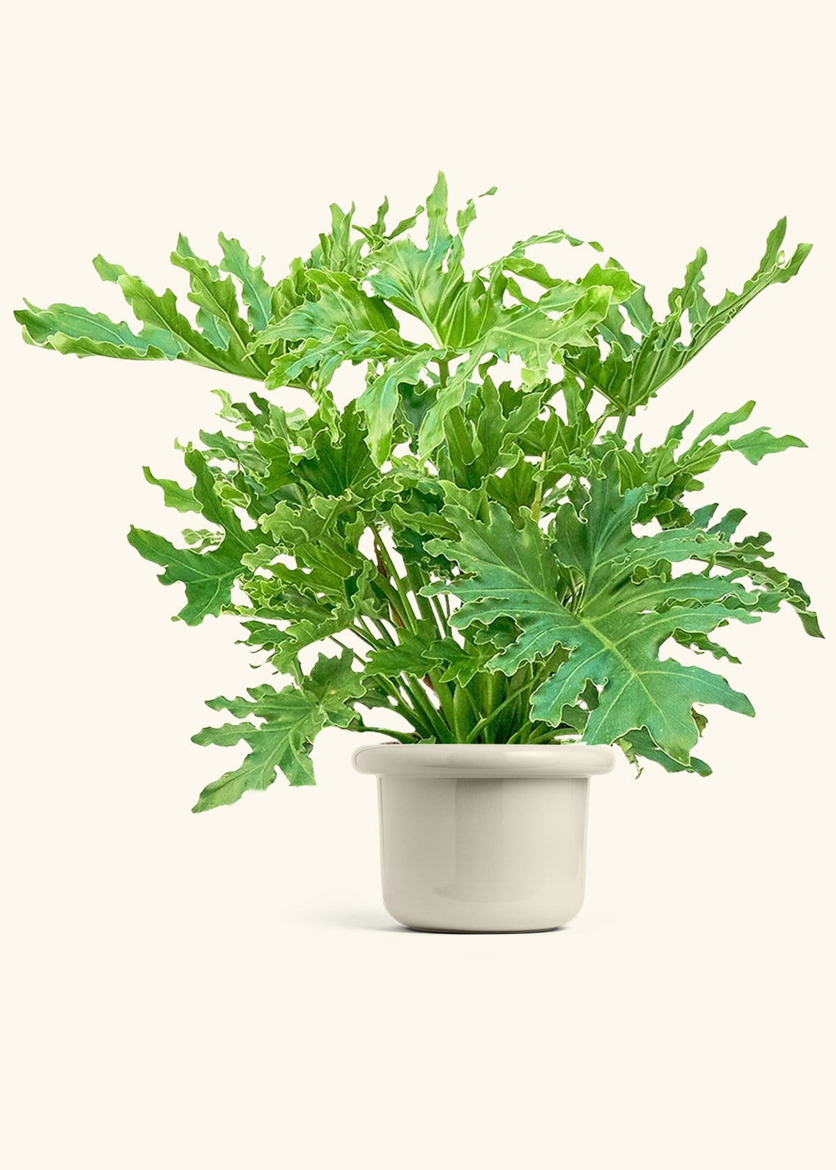 Philodendron Lickety Splitz in a 10 inches Fat Lip Oat Planter 