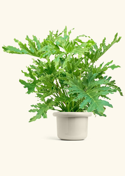 Philodendron Lickety Splitz in a 10 inches Fat Lip Oat Planter 